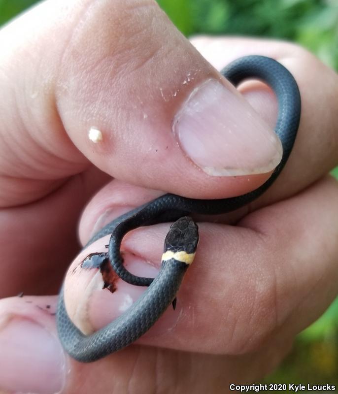 Northern Ring-necked Snake (Diadophis punctatus edwardsii)