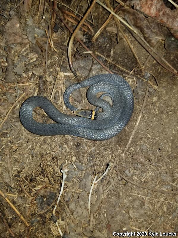 Northern Ring-necked Snake (Diadophis punctatus edwardsii)