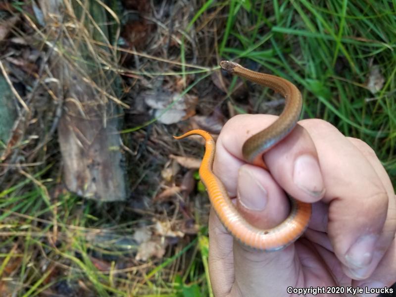 Northern Red-bellied Snake (Storeria occipitomaculata occipitomaculata)