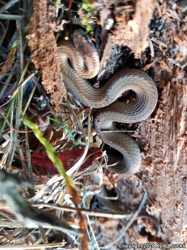 Northern Red-bellied Snake (Storeria occipitomaculata occipitomaculata)