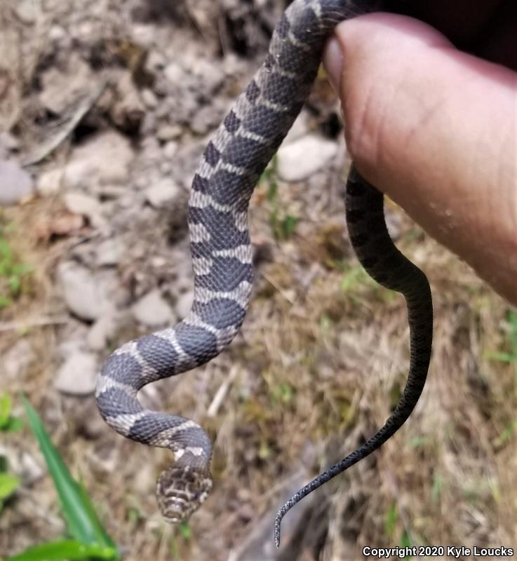 Northern Watersnake (Nerodia sipedon sipedon)