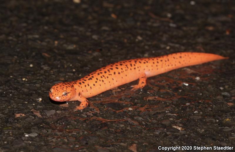 Northern Red Salamander (Pseudotriton ruber ruber)