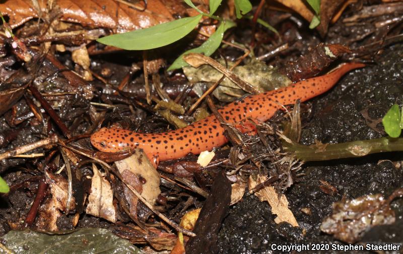 Northern Red Salamander (Pseudotriton ruber ruber)