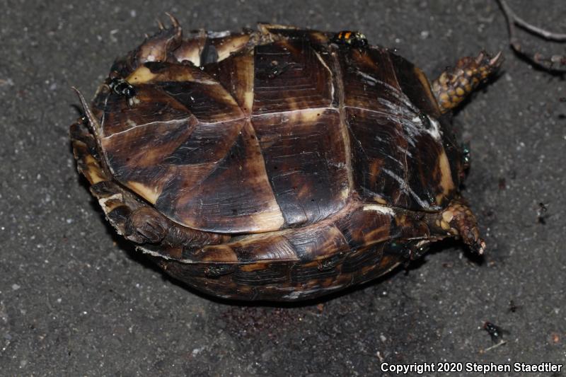 Eastern Box Turtle (Terrapene carolina carolina)