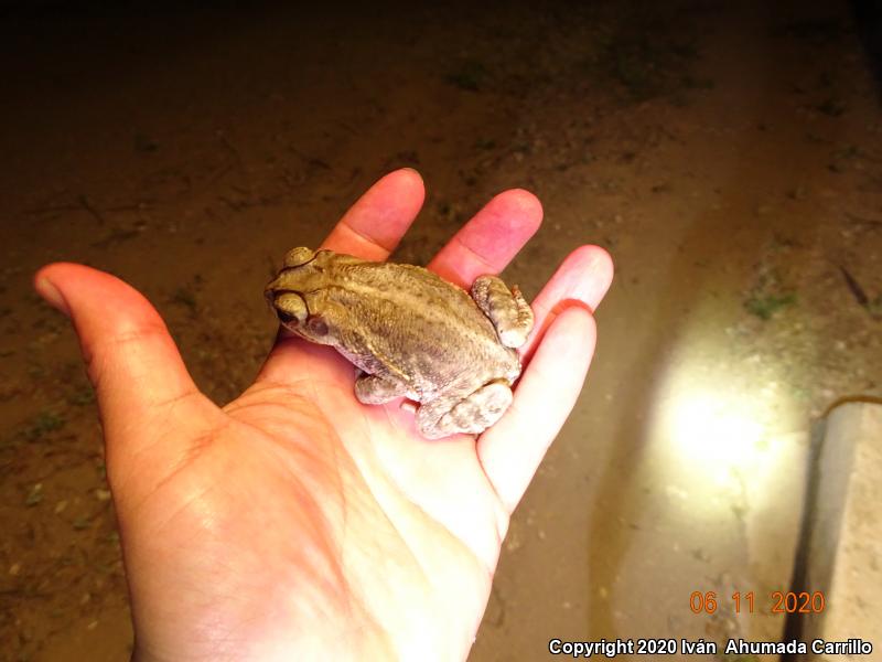 Sinaloa Toad (Ollotis mazatlanensis)