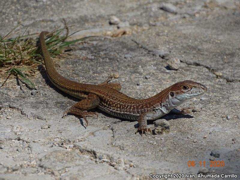 Giant Spotted Whiptail (Aspidoscelis burti stictogramma)