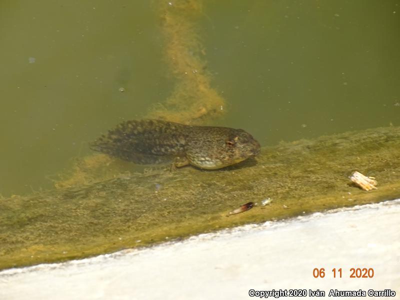 Tarahumara Frog (Lithobates tarahumarae)