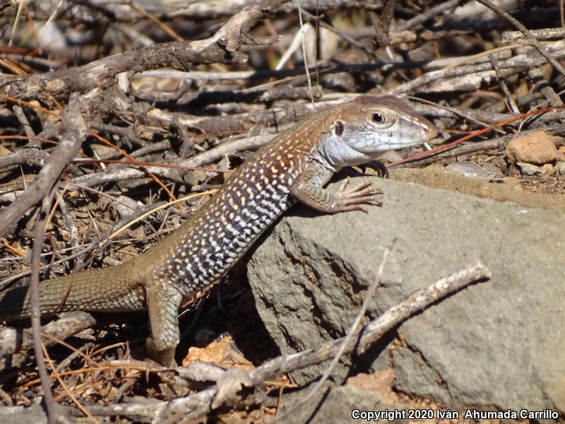 Giant Spotted Whiptail (Aspidoscelis burti stictogramma)