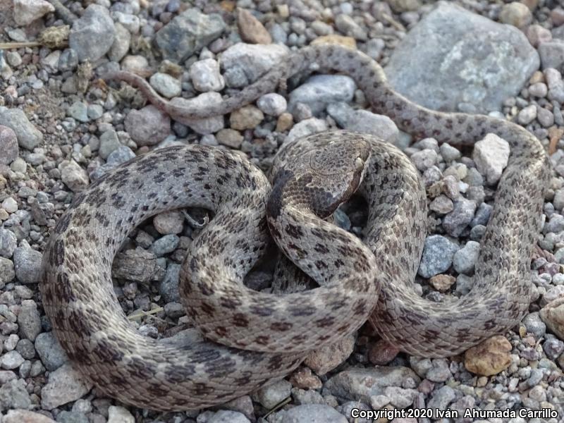 Desert Nightsnake (Hypsiglena chlorophaea)