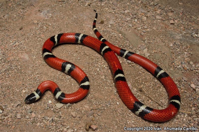 Sinaloan Milksnake (Lampropeltis triangulum sinaloae)