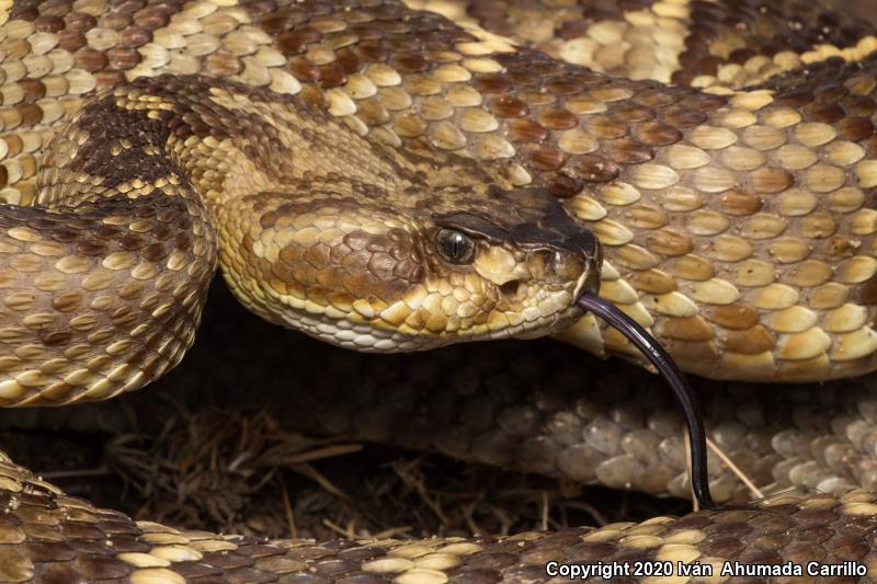 Mexican West Coast Rattlesnake (Crotalus basiliscus)