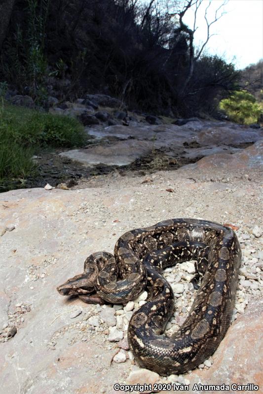 Mexican Boa Constrictor (Boa constrictor imperator)