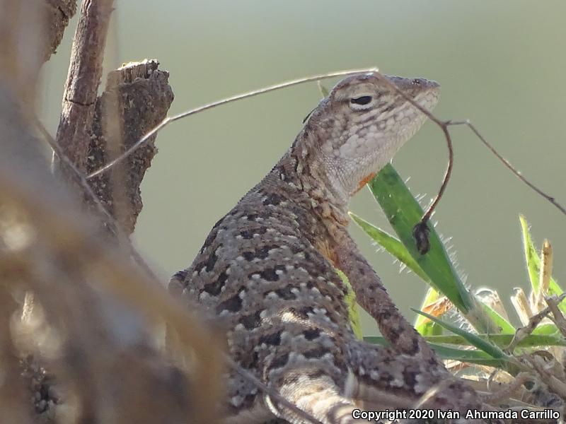 Elegant Earless Lizard (Holbrookia elegans)