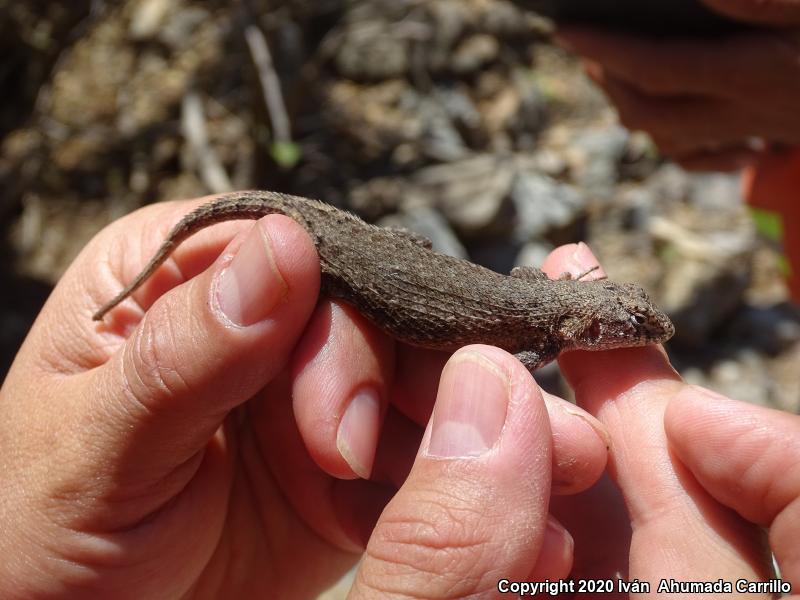 Nelson's Spiny Lizard (Sceloporus nelsoni)