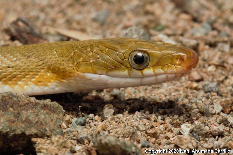 Green Ratsnake (Senticolis triaspis)