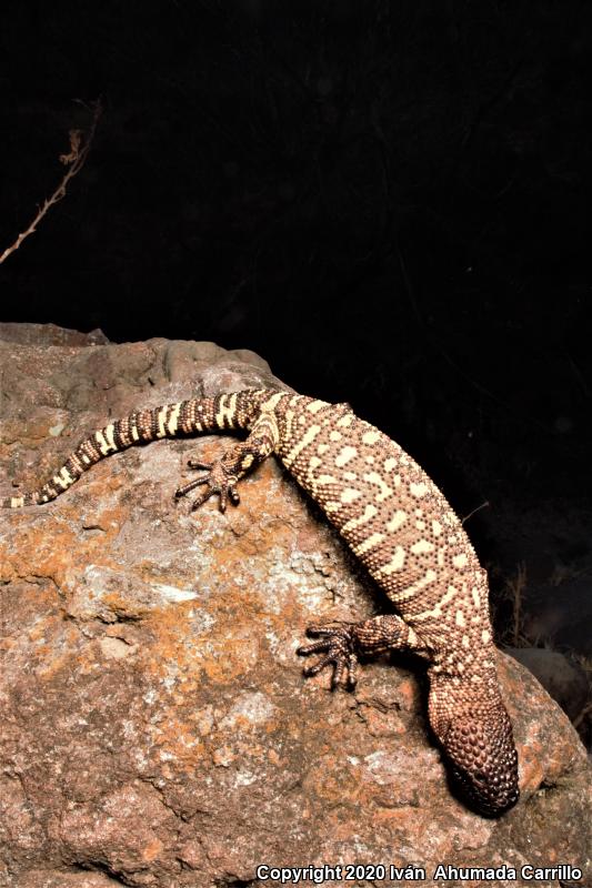 Rio Fuertes Beaded Lizard (Heloderma horridum exasperatum)