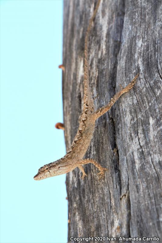 Clouded Anole (Anolis nebulosus)