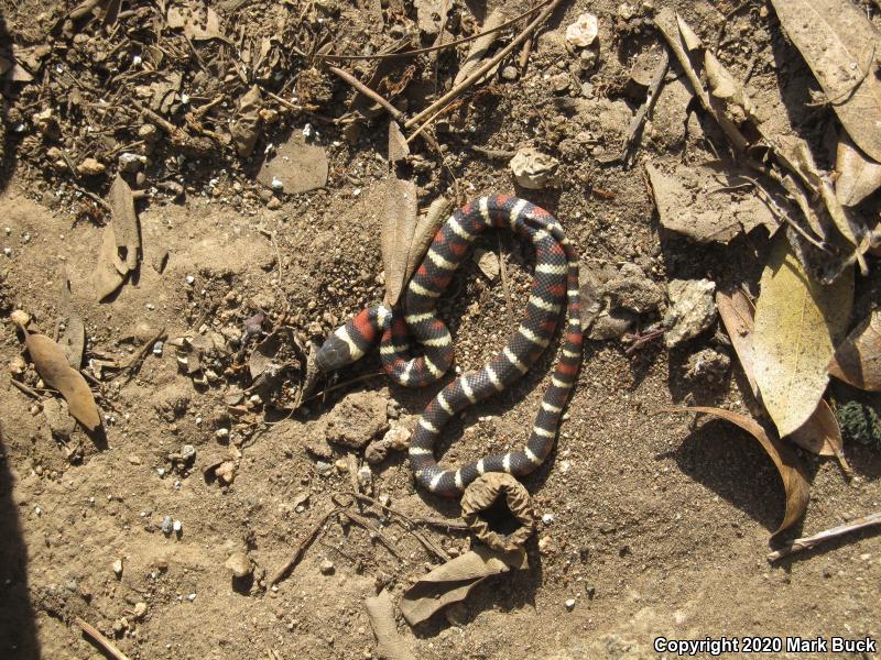 Sierra Mountain Kingsnake (Lampropeltis zonata multicincta)