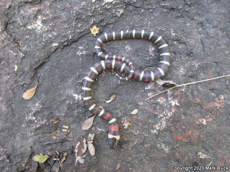 Sierra Mountain Kingsnake (Lampropeltis zonata multicincta)