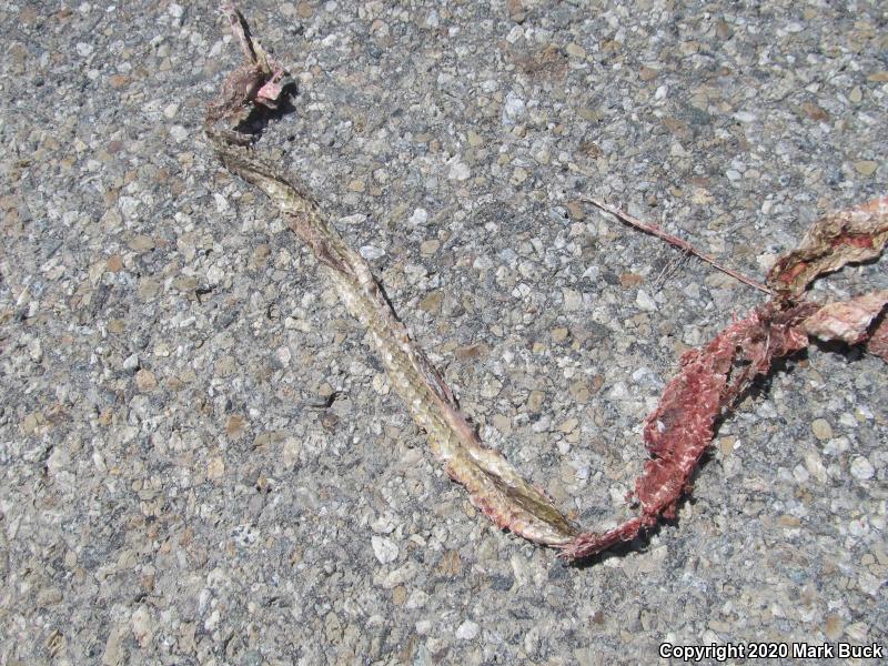 San Joaquin Coachwhip (Coluber flagellum ruddocki)