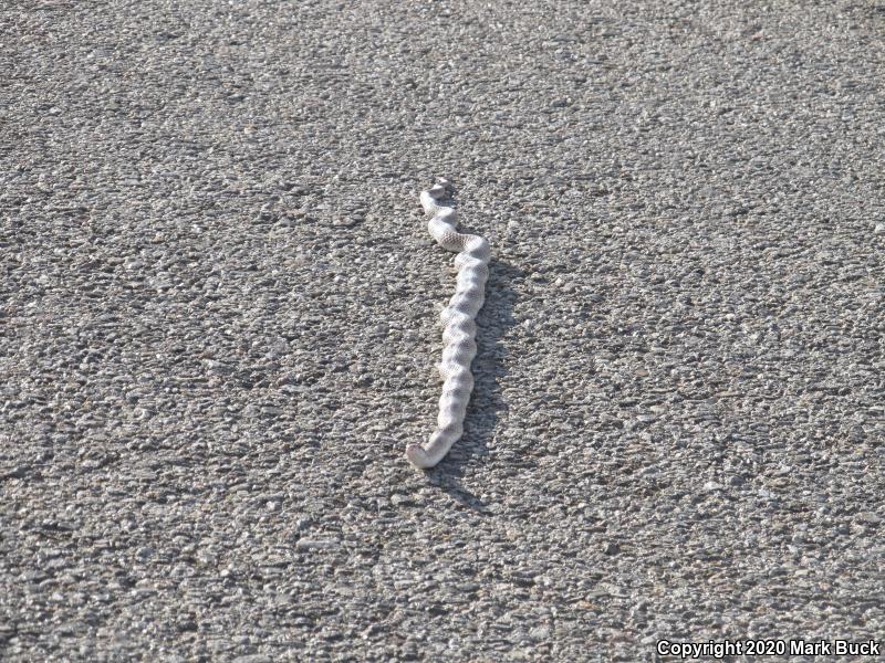 California Glossy Snake (Arizona elegans occidentalis)