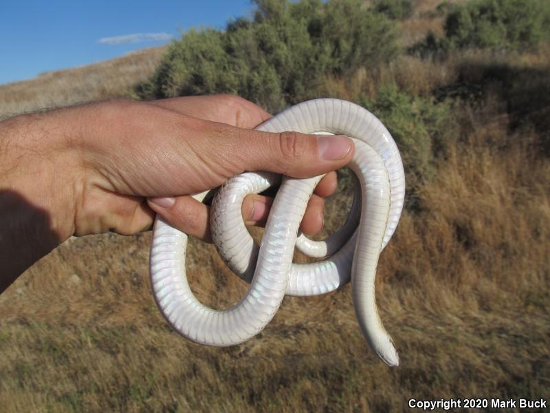 California Glossy Snake (Arizona elegans occidentalis)