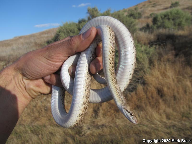 California Glossy Snake (Arizona elegans occidentalis)