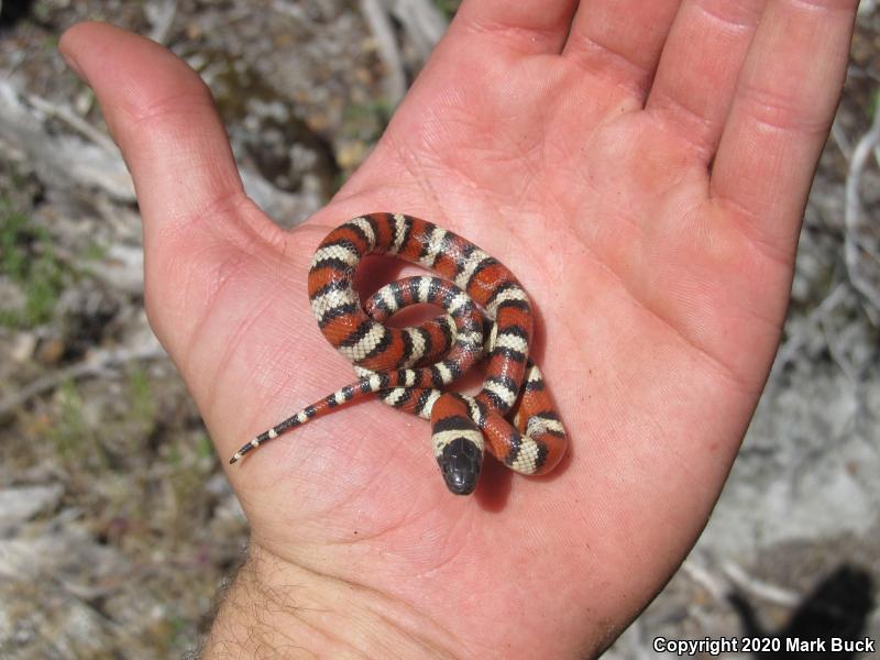 Sierra Mountain Kingsnake (Lampropeltis zonata multicincta)