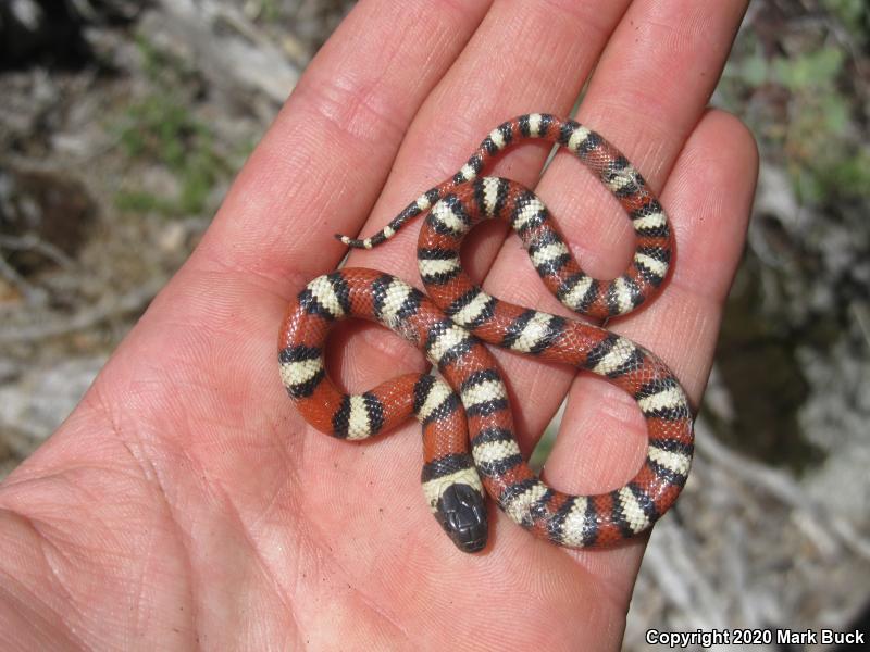 Sierra Mountain Kingsnake (Lampropeltis zonata multicincta)