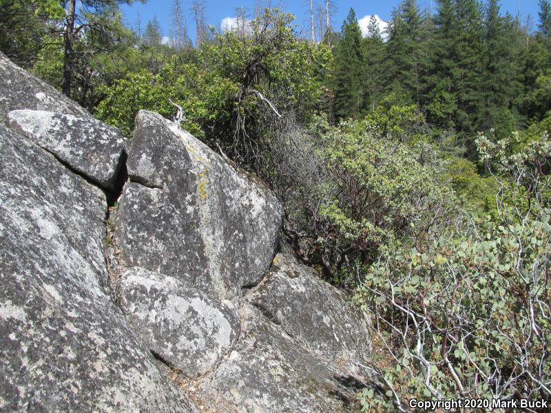 Sierra Mountain Kingsnake (Lampropeltis zonata multicincta)