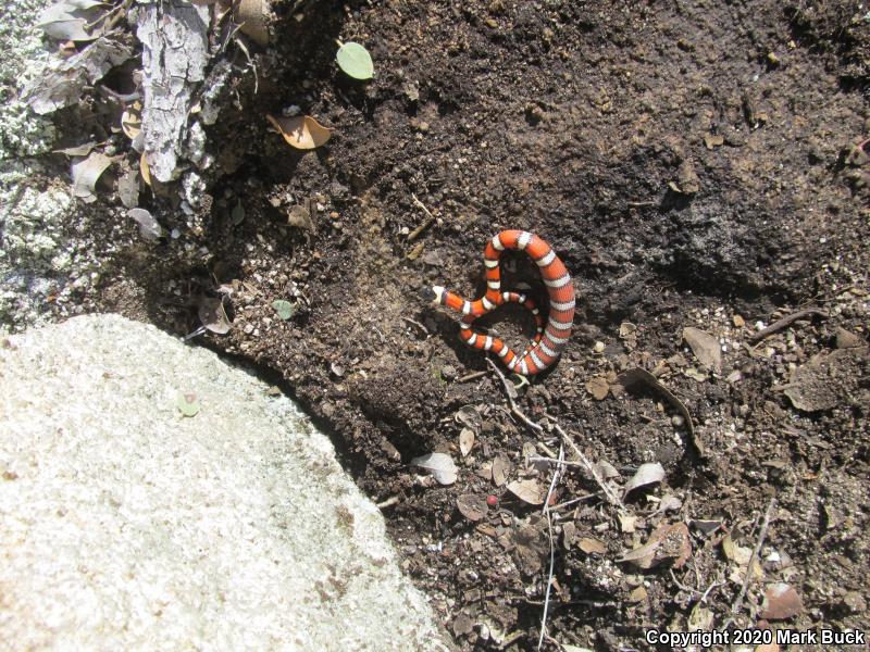 Sierra Mountain Kingsnake (Lampropeltis zonata multicincta)