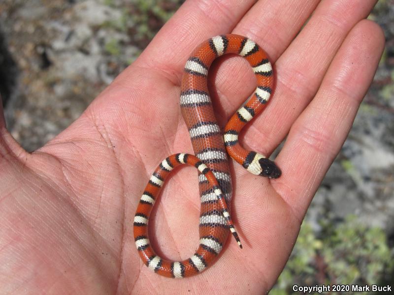 Sierra Mountain Kingsnake (Lampropeltis zonata multicincta)