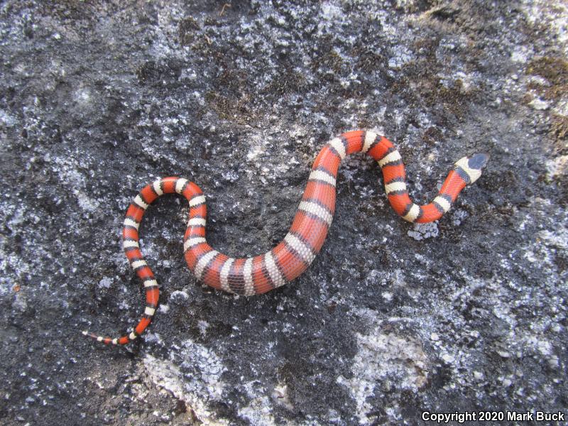 Sierra Mountain Kingsnake (Lampropeltis zonata multicincta)