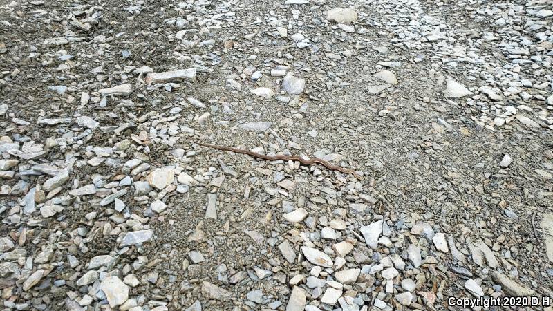 Eastern Gartersnake (Thamnophis sirtalis sirtalis)