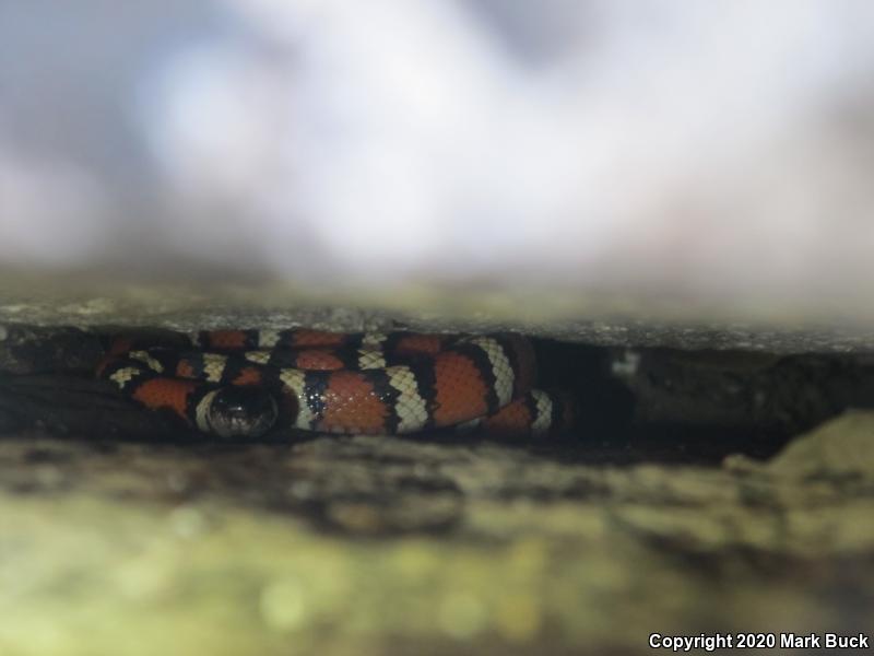 Sierra Mountain Kingsnake (Lampropeltis zonata multicincta)