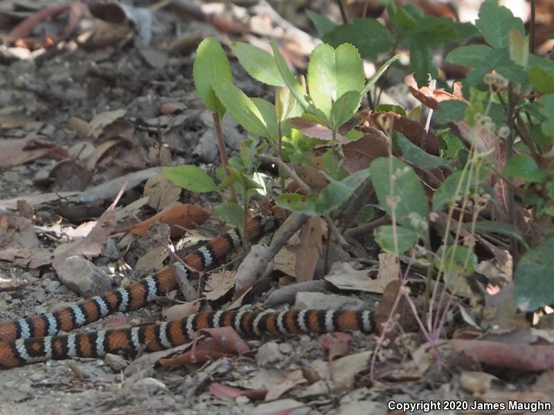 Coast Mountain Kingsnake (Lampropeltis zonata multifasciata)