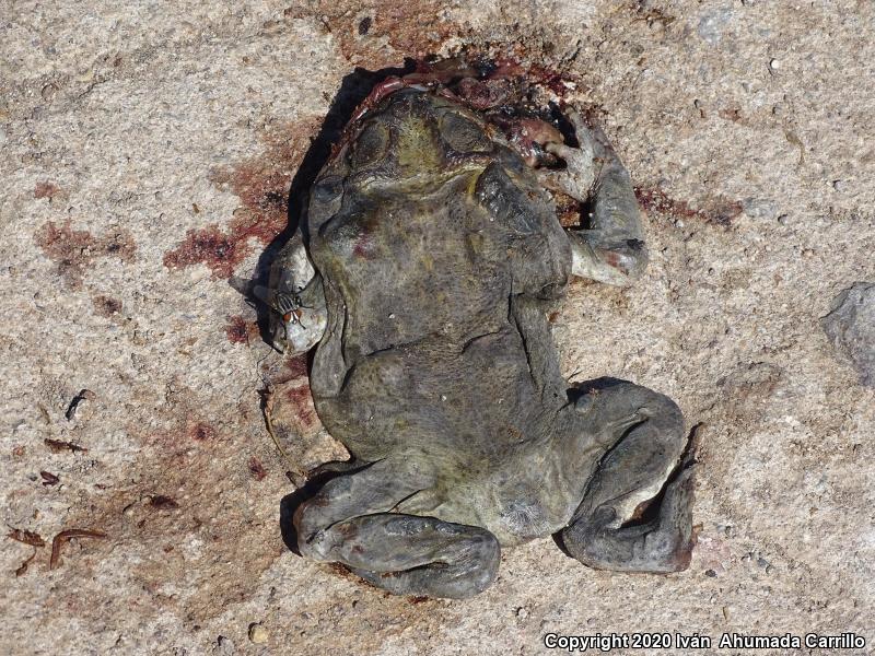 Sonoran Desert Toad (Ollotis alvaria)