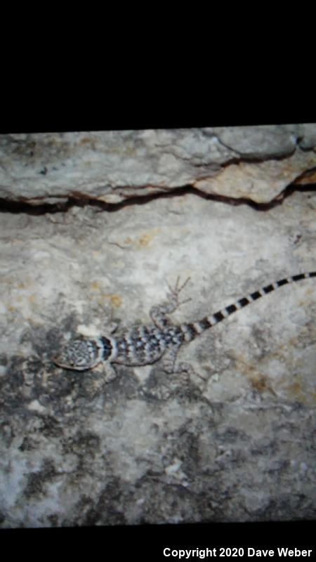 Texas Crevice Spiny Lizard (Sceloporus poinsettii axtelli)