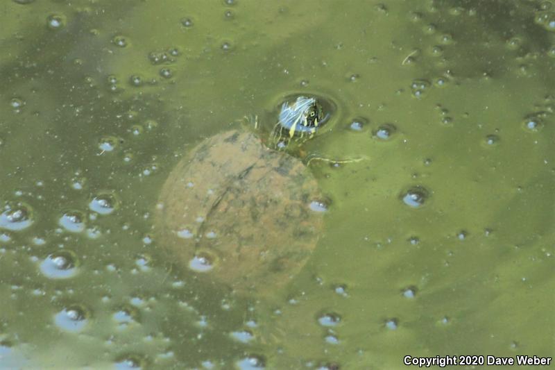 Mississippi Map Turtle (Graptemys pseudogeographica kohnii)