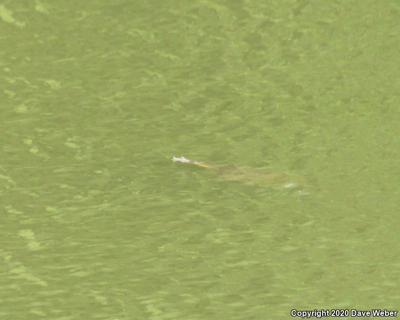 Pallid Spiny Softshell (Apalone spinifera pallida)