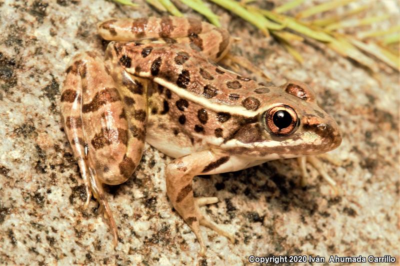 Northwest Mexico Leopard Frog (Lithobates magnaocularis)