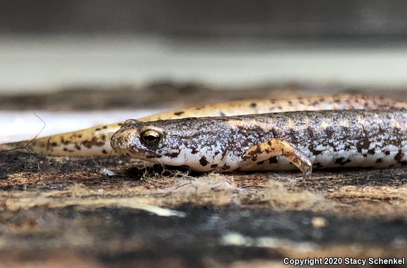 Four-toed Salamander (Hemidactylium scutatum)