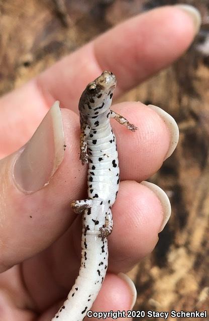 Four-toed Salamander (Hemidactylium scutatum)