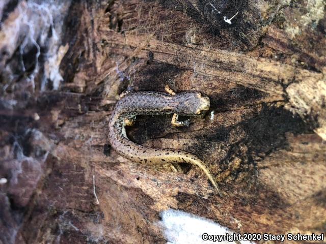 Four-toed Salamander (Hemidactylium scutatum)