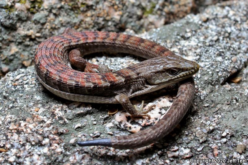 San Diego Alligator Lizard (Elgaria multicarinata webbii)