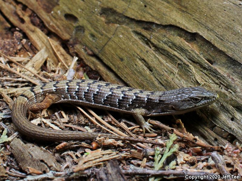 San Diego Alligator Lizard (Elgaria multicarinata webbii)