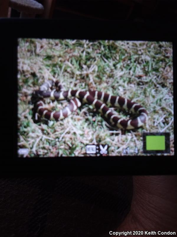 California Kingsnake (Lampropeltis getula californiae)