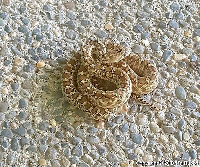 Pacific Gopher Snake (Pituophis catenifer catenifer)