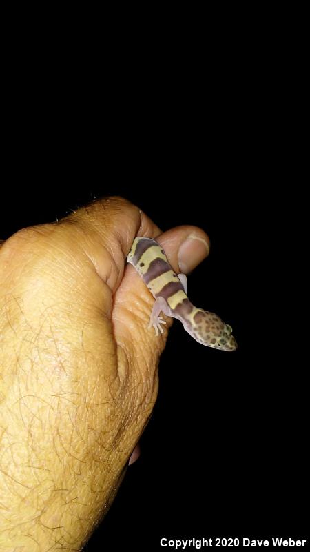 Western Banded Gecko (Coleonyx variegatus)