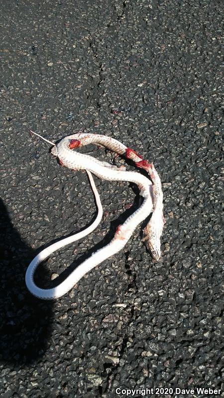 Sonoran Coachwhip (Coluber flagellum cingulum)